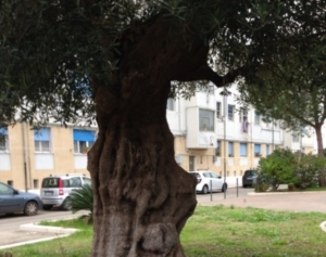 Guide di Quartiere- Scuola Elementare