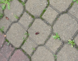 Guide di Quartiere-Scuola Media