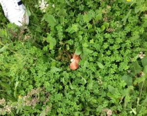 Guide di Quartiere-Scuola Media