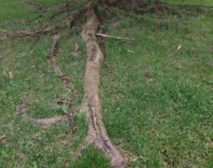 Guide di Quartiere-Scuola Media