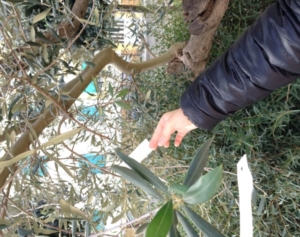 Guide di Quartiere-Scuola Media