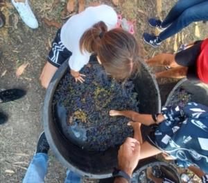 Vendemmia